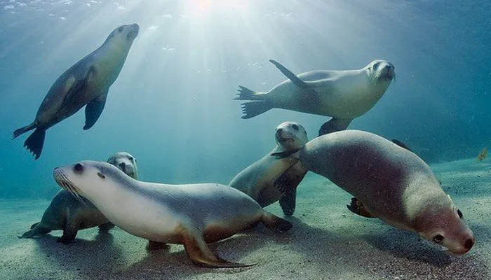 National marine park Alonissos, photo 1 of 4