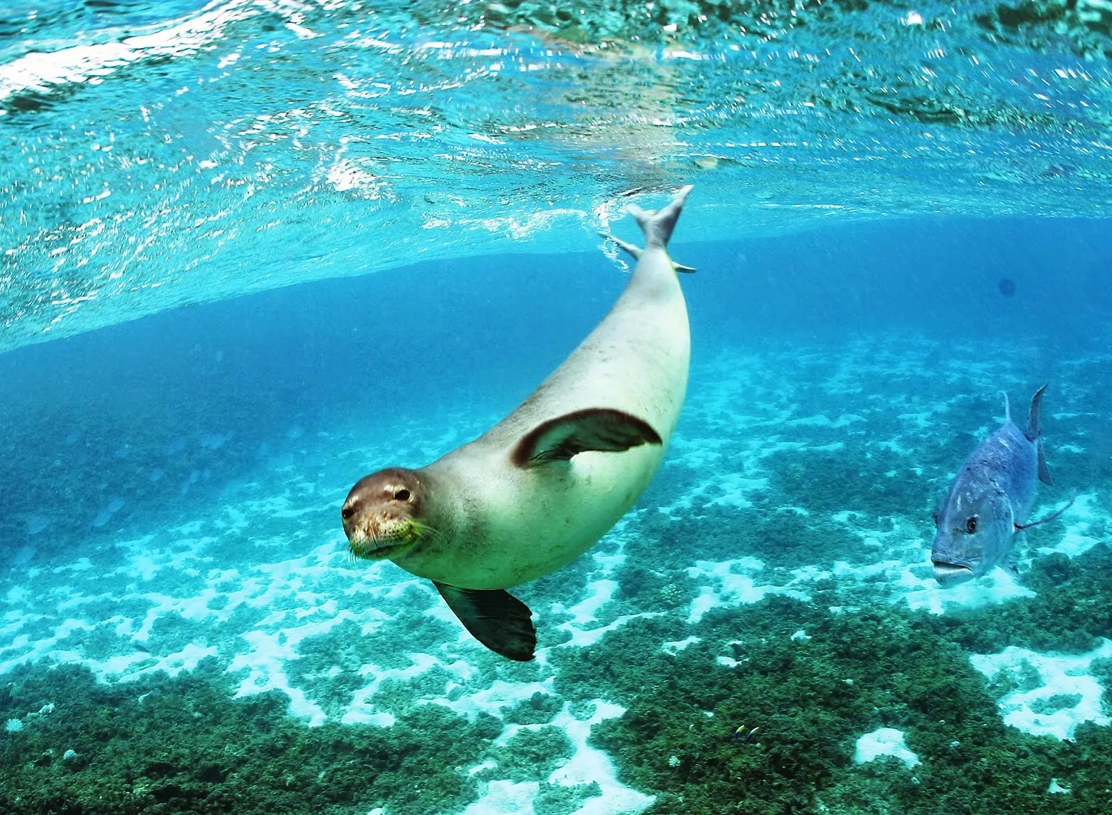 Mediterranean monk seal